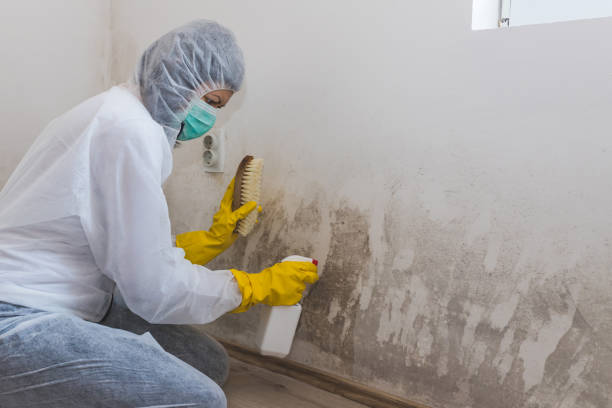 Best Residential Mold Removal  in Bronson, FL