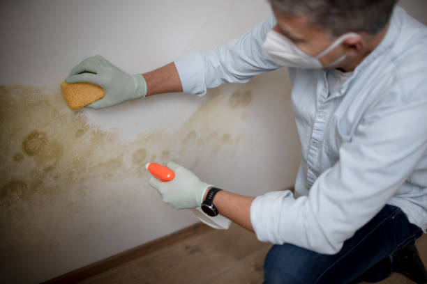 Best Mold Removal Process  in Bronson, FL