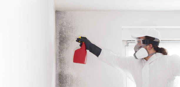 Best Mold Damage Repair  in Bronson, FL