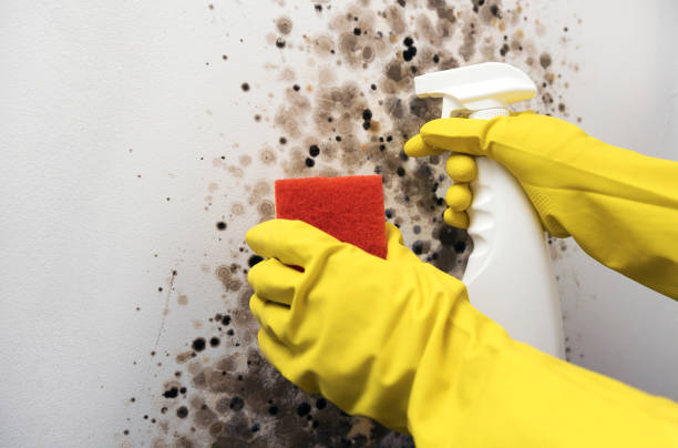 Best Residential Mold Removal  in Bronson, FL