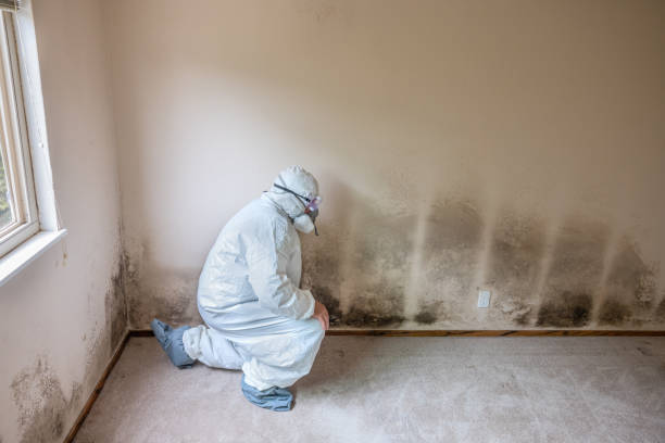 Best Mold Inspection  in Bronson, FL