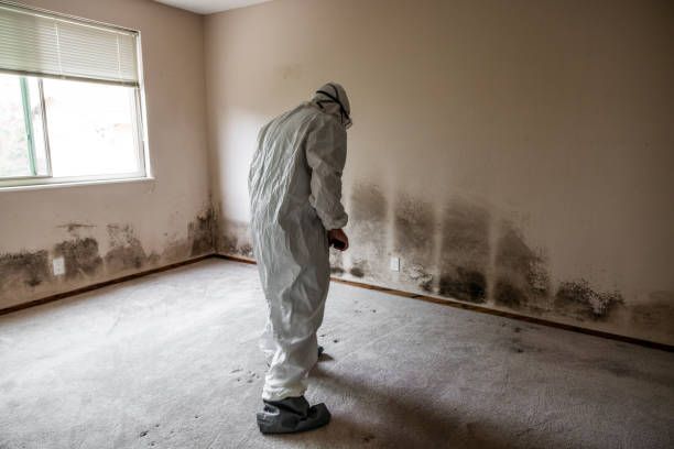 Certified Mold Removal in Bronson, FL