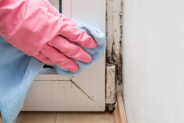 Best Local Mold Removal Service  in Bronson, FL