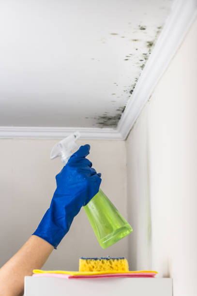 Best Mold Inspection  in Bronson, FL